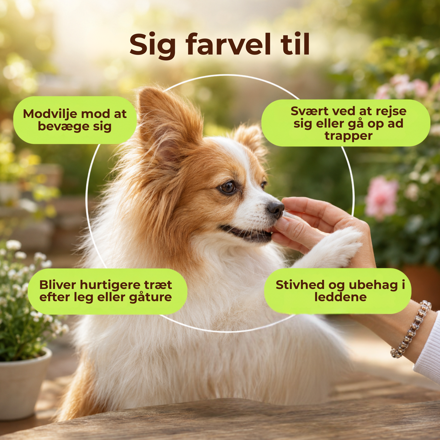FlexiPaws™ | Hjælp din hund med at bevæge sig frit, komfortabelt og glad igen